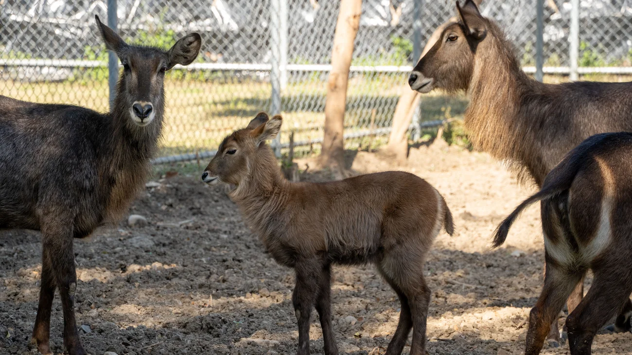 Antilope_Acuatico04_632242f4b1