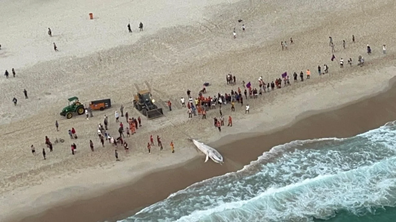 Aparece ballena jorobada muerta en una playa de Río de Janeiro