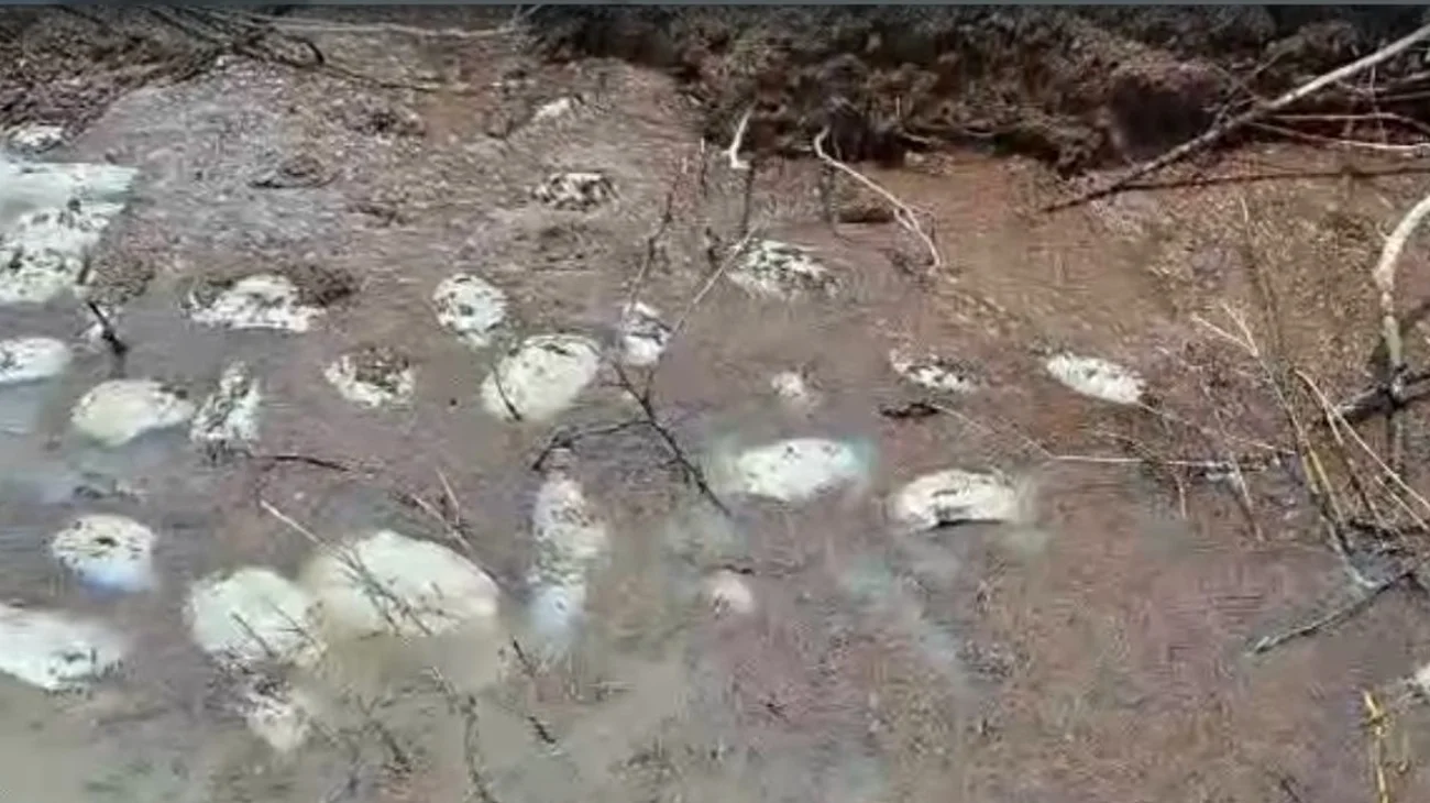 Aparece mortandad de peces en el sistema lagunario del Champayán