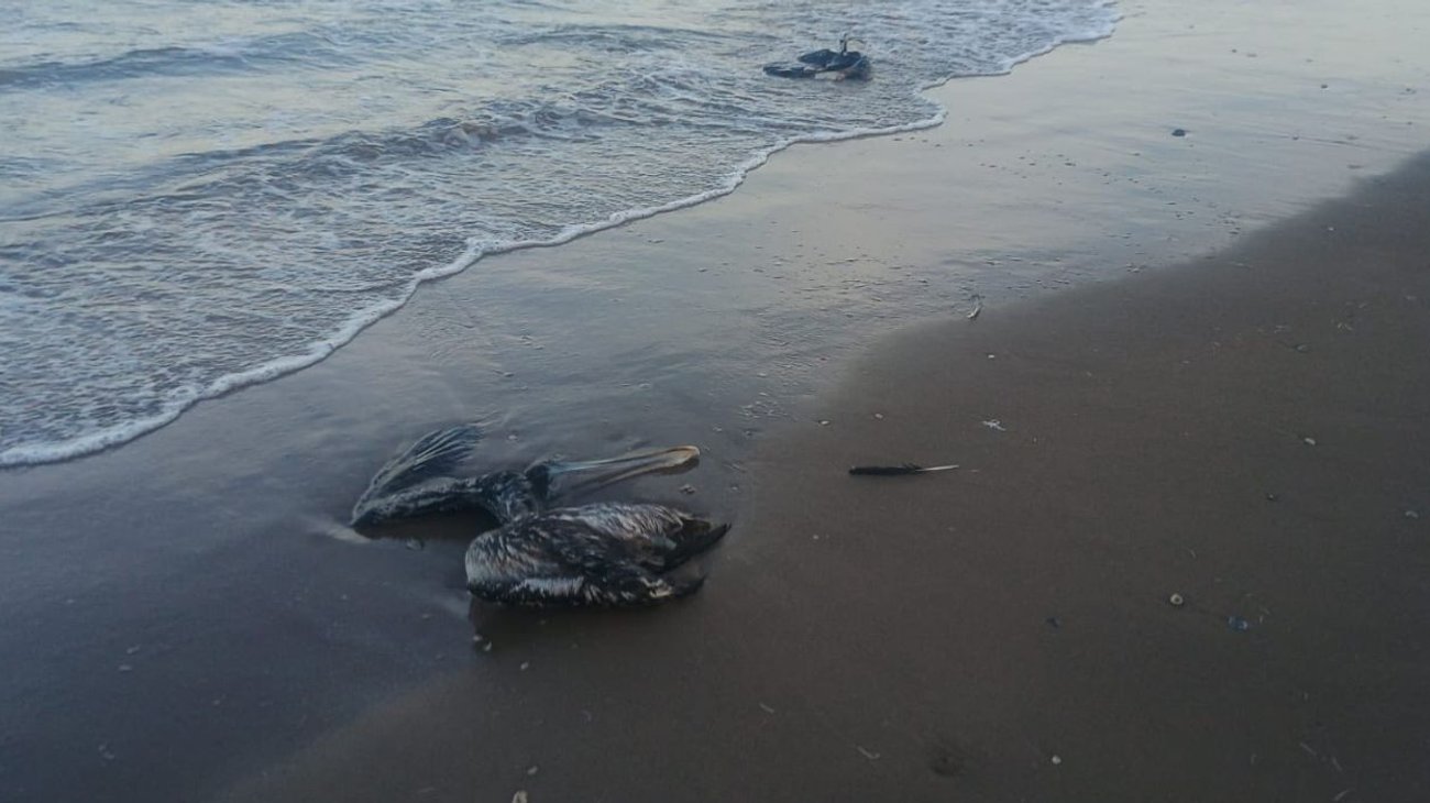 Aparecen 73 pelícanos muertos en una semana en Playa Bagdad