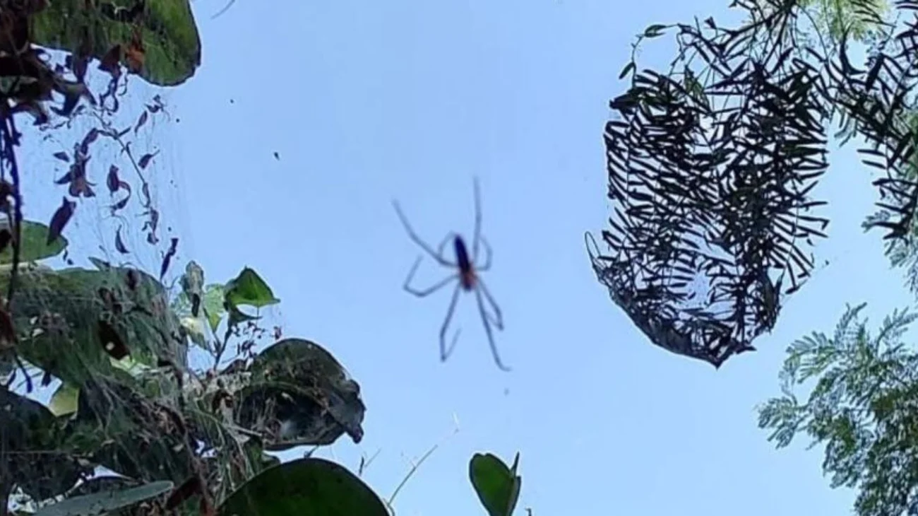 Aparicion_masiva_de_aranas_es_parte_del_equilibrio_ecologico_918236f323