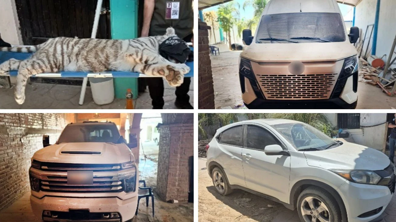 Aseguran tigre albino y tres vehículos tras cateo en Jalisco
