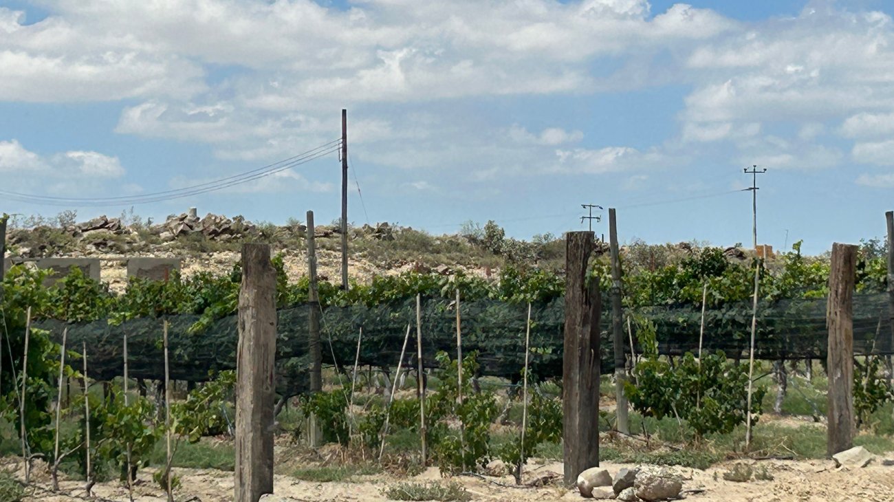 Ramos Wine Fest apunta a convertirse en tradición regional