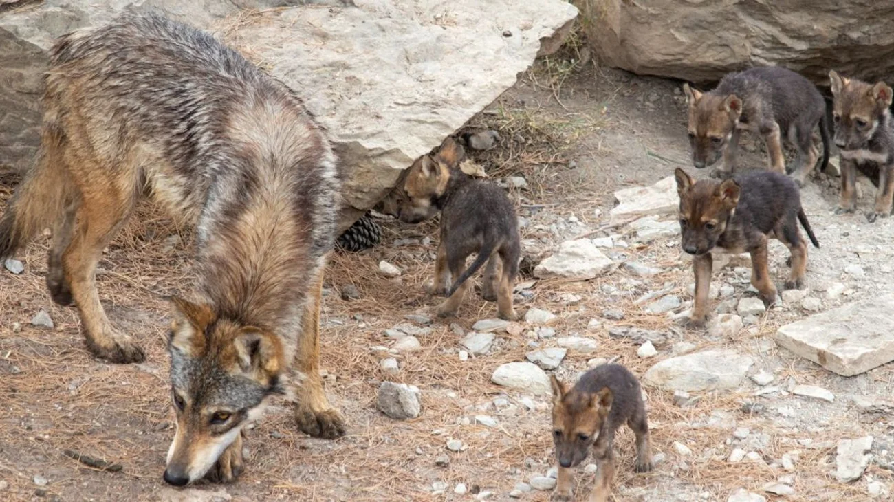 Busca_Museo_seguir_con_reproduccion_del_lobo_mexicano_486c18eb85