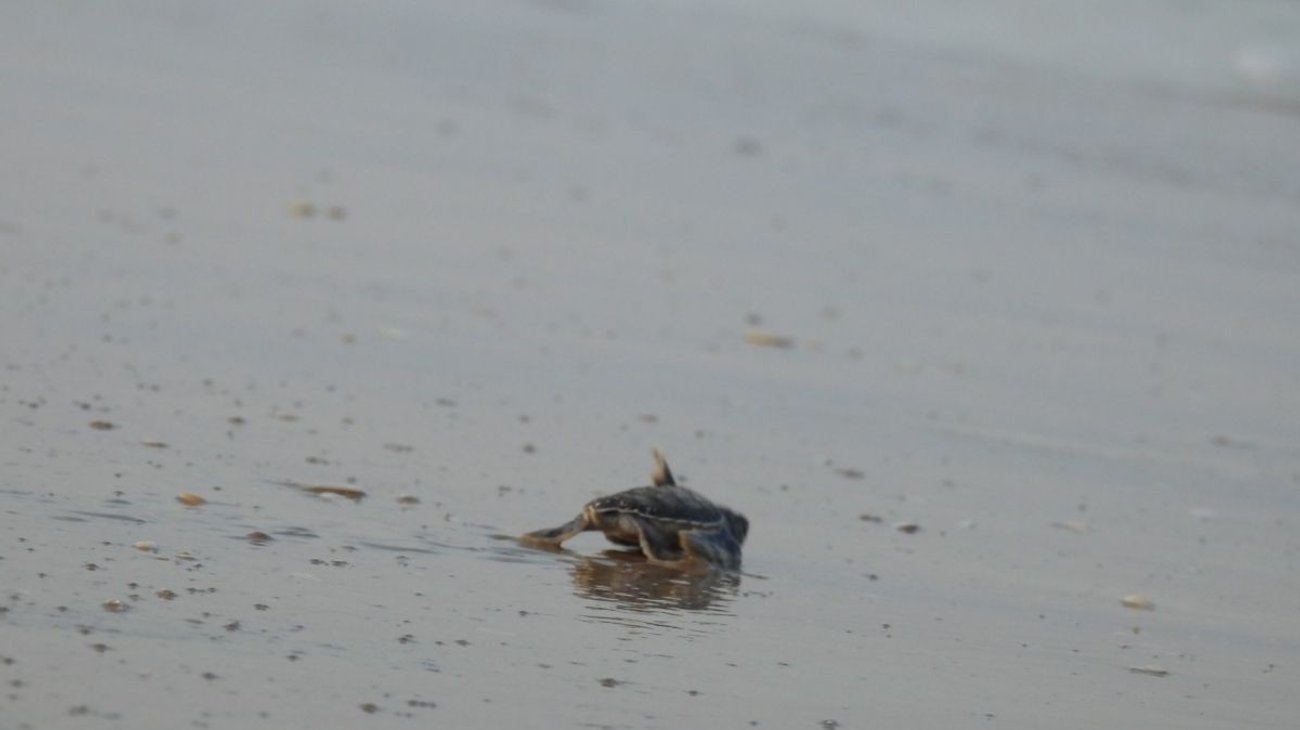Refuerzan vigilancia para proteger tortugas marinas en Tamaulipas
