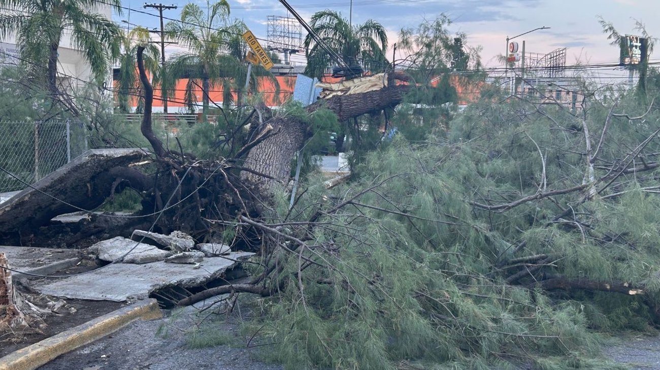 A dos días, árbol caído por lluvias continúa obstruyendo vialidad