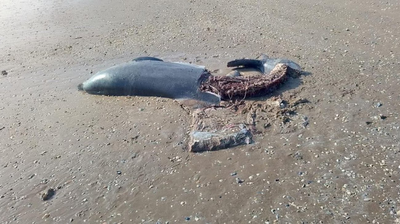 Caceria_de_delfines_en_Playa_Bagdad_preocupa_a_organizaciones_c30dcc8fee