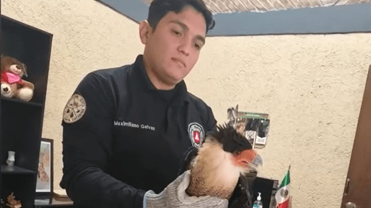 Captura_de_pantalla_2026_04_08_230342_918a141c45