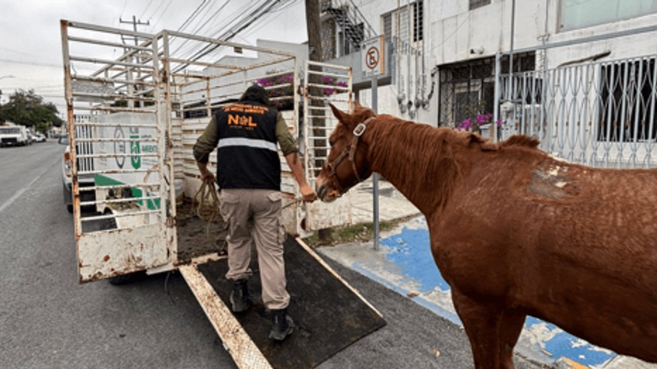 Rescatan caballos tras denuncias de maltrato en Monterrey