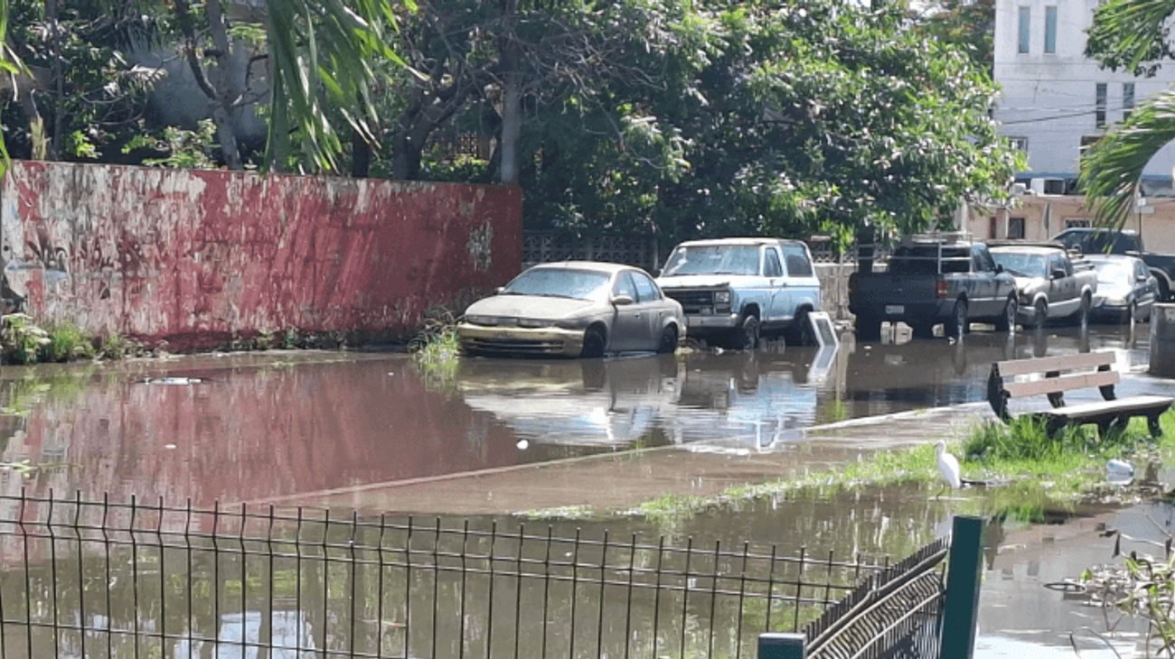 Vecinos alertan riesgo de presencia de cocodrilos tras lluvias