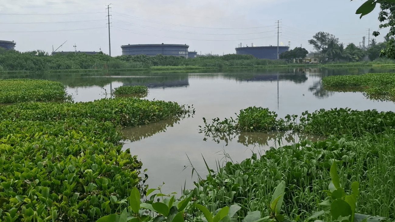 Alertan por aumento de cocodrilos en el sur de Tamaulipas