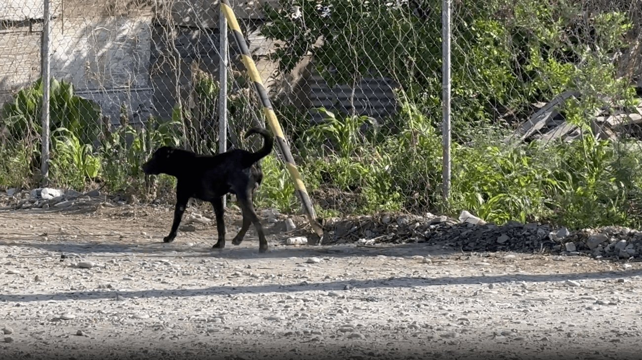 Avanza propuesta para crear Comisión Estatal de Protección Animal