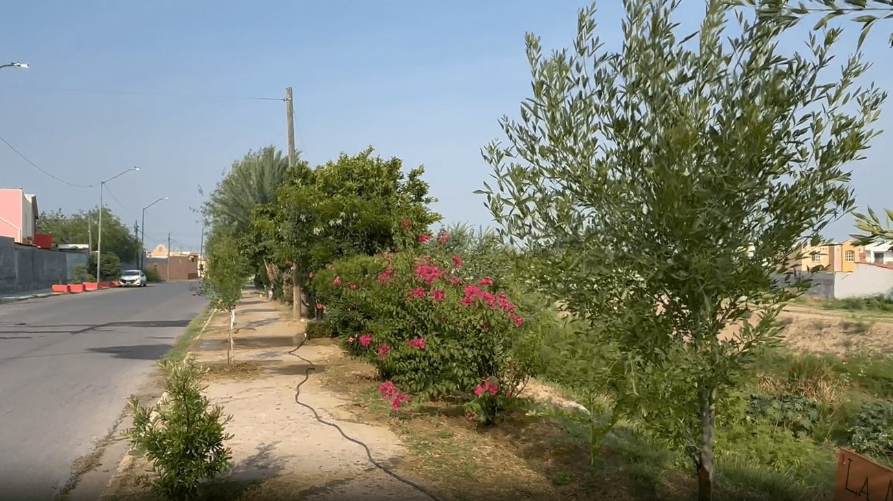 Recomiendan proteger árboles y jardines durante la canícula