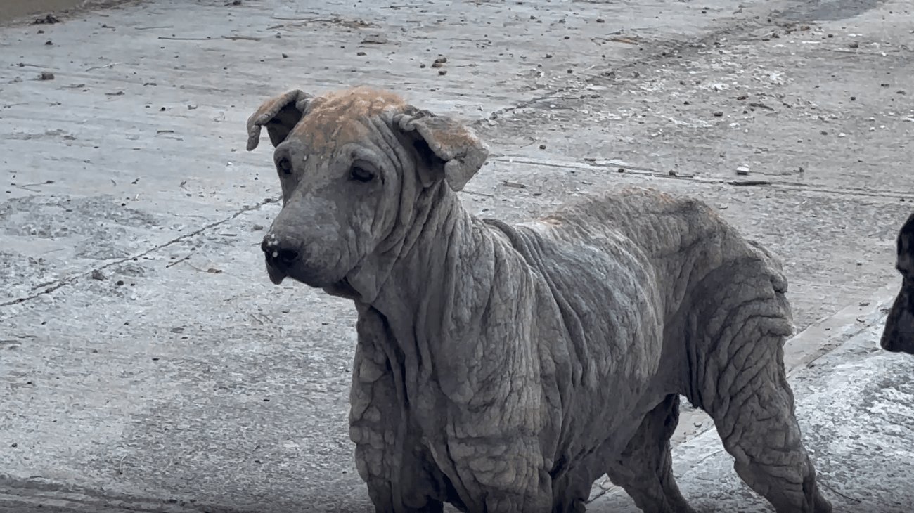 Alertan por riesgo de gusano barrenador en heridas de mascotas