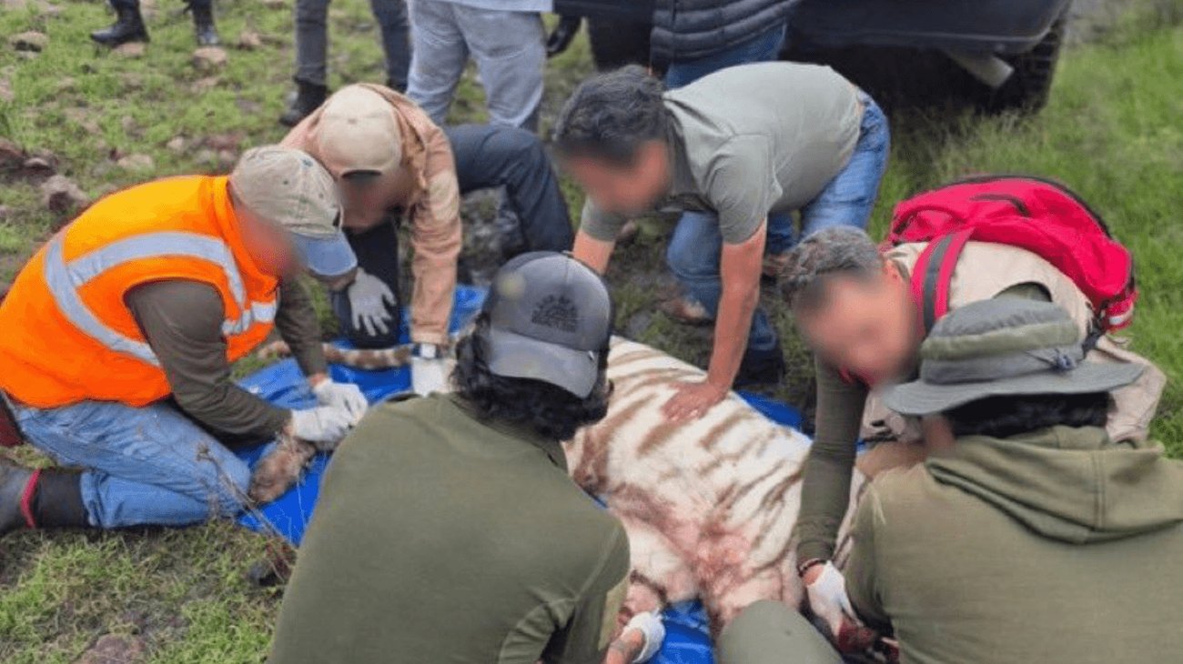 Muere tigre de Bengala tras operativo de captura en Edomex