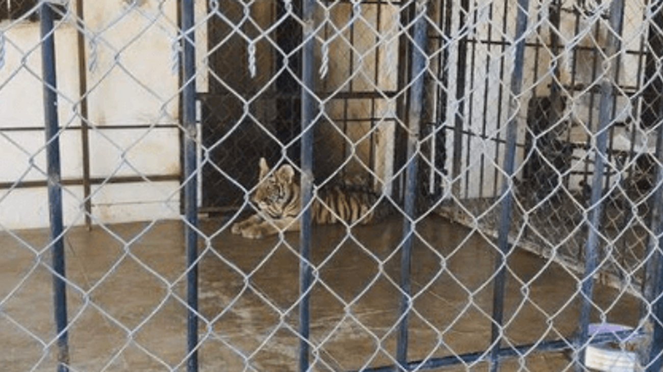 Aseguran tigres de Bengala sin registro legal en Mazatlán