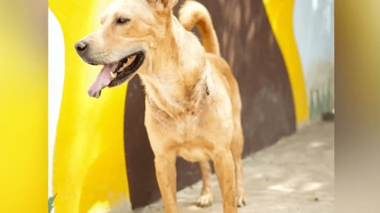 Rescata Bienestar animal de Santa Catarina a 'Franky'
