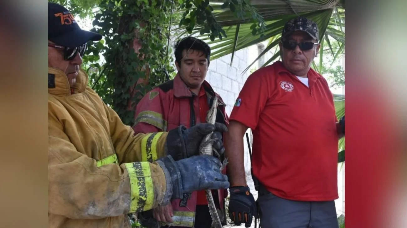 Capturan_a_cocodrilo_bebe_en_Ciudad_Victoria_422aa0fe0d