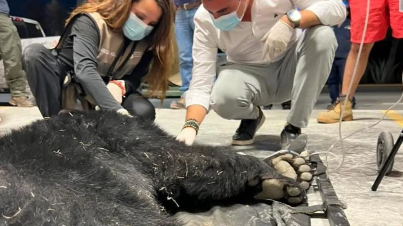 Capturan a oso en zona industrial de García; ya fue liberado