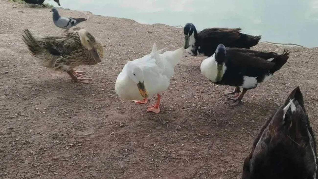 Causan_perros_callejeros_muerte_de_patos_en_la_Ciudad_Deportiva_6d3d1524e8