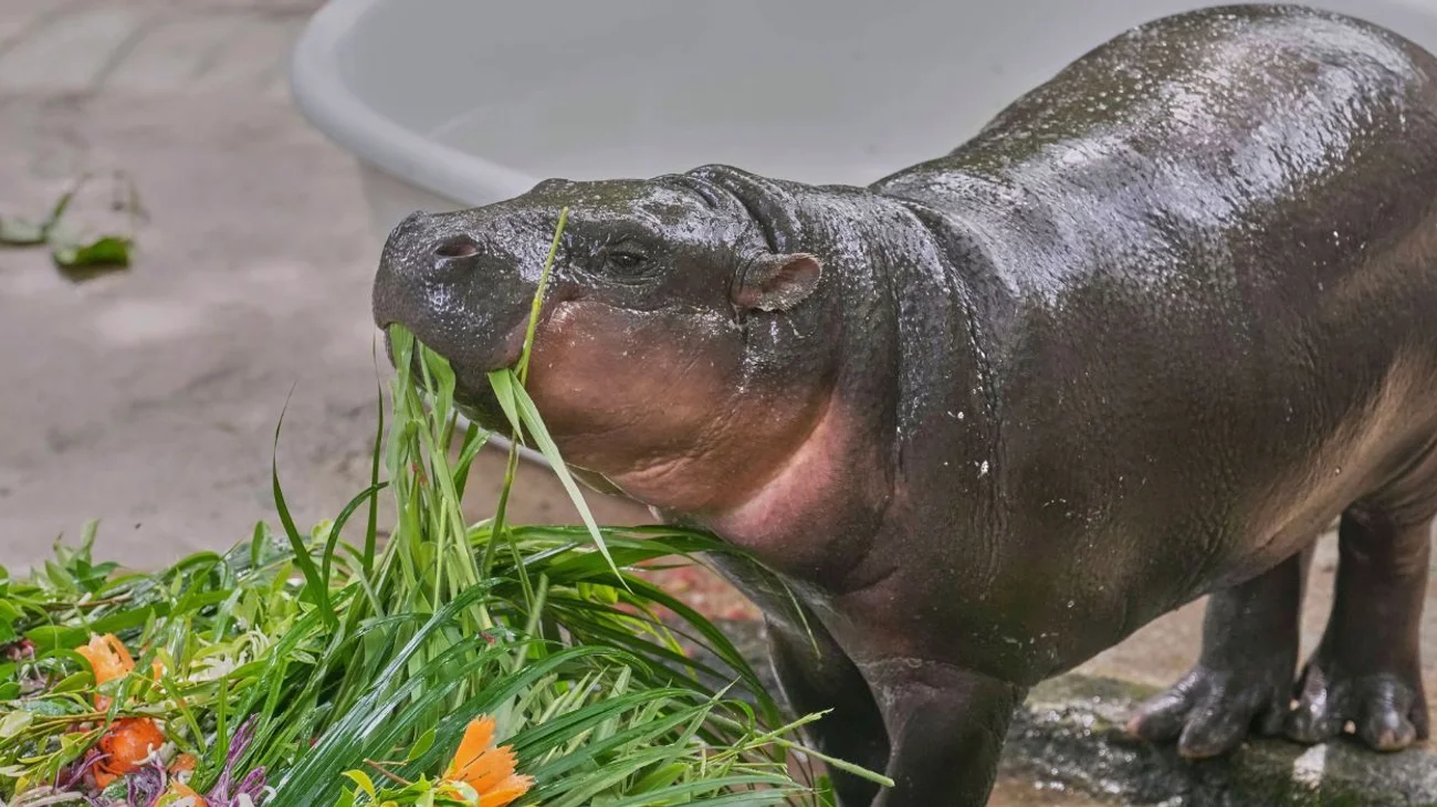 Celebran_primer_cumpleanos_de_Moo_Deng_en_zoologico_de_Tailandia_f9e20b2fdf