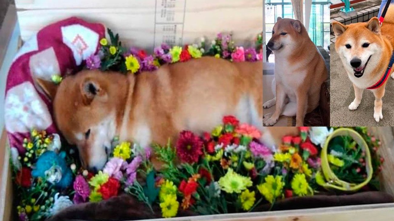 Muere 'Cheems' la perrita de los memes y stickers