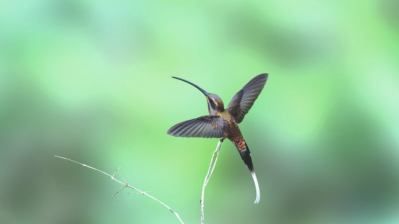 Biólogo coahuilense propone reconocer nueva especie de colibrí