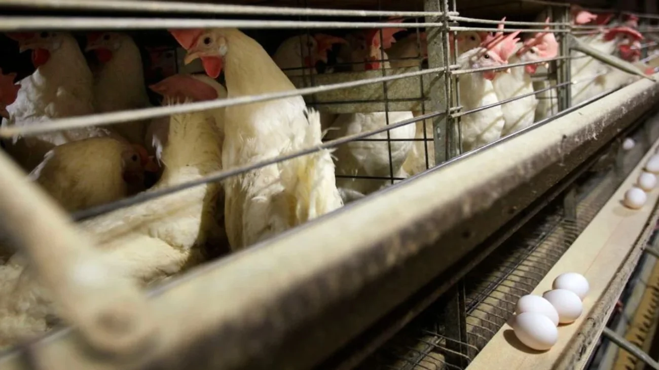 Amplía China suspensión al pollo de Brasil por gripe aviar