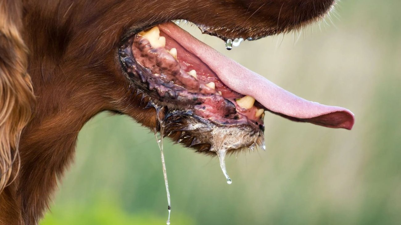 Confirma_Salud_muerte_de_hombre_por_rabia_humana_en_Colima_eefcdb31f6