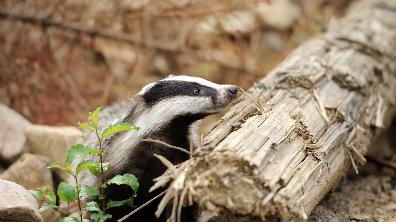 Confirman caso de rabia humana por zorrillo en Zacatecas