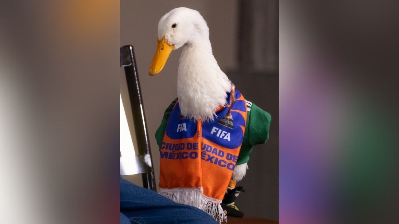 Intentan registrar imagen del Pato Merlín antes que su familia