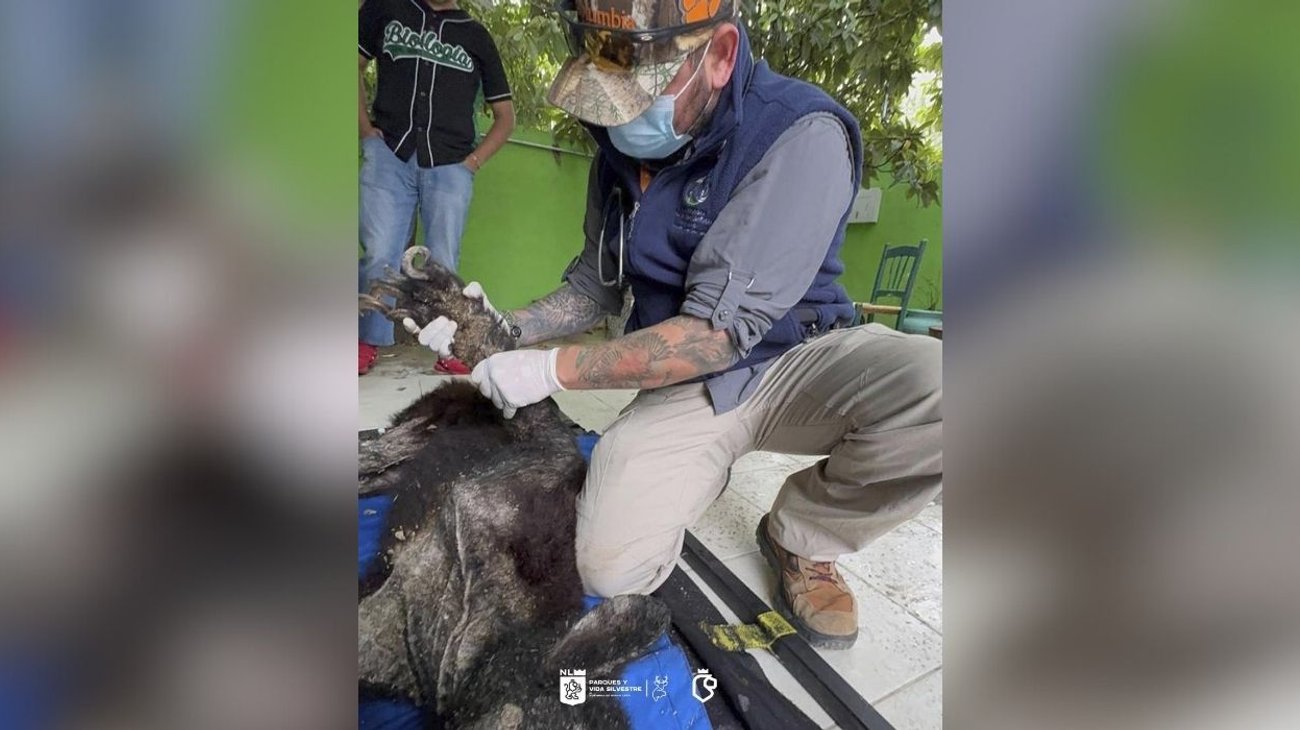 Muere oso rescatado con desnutrición en Bustamante