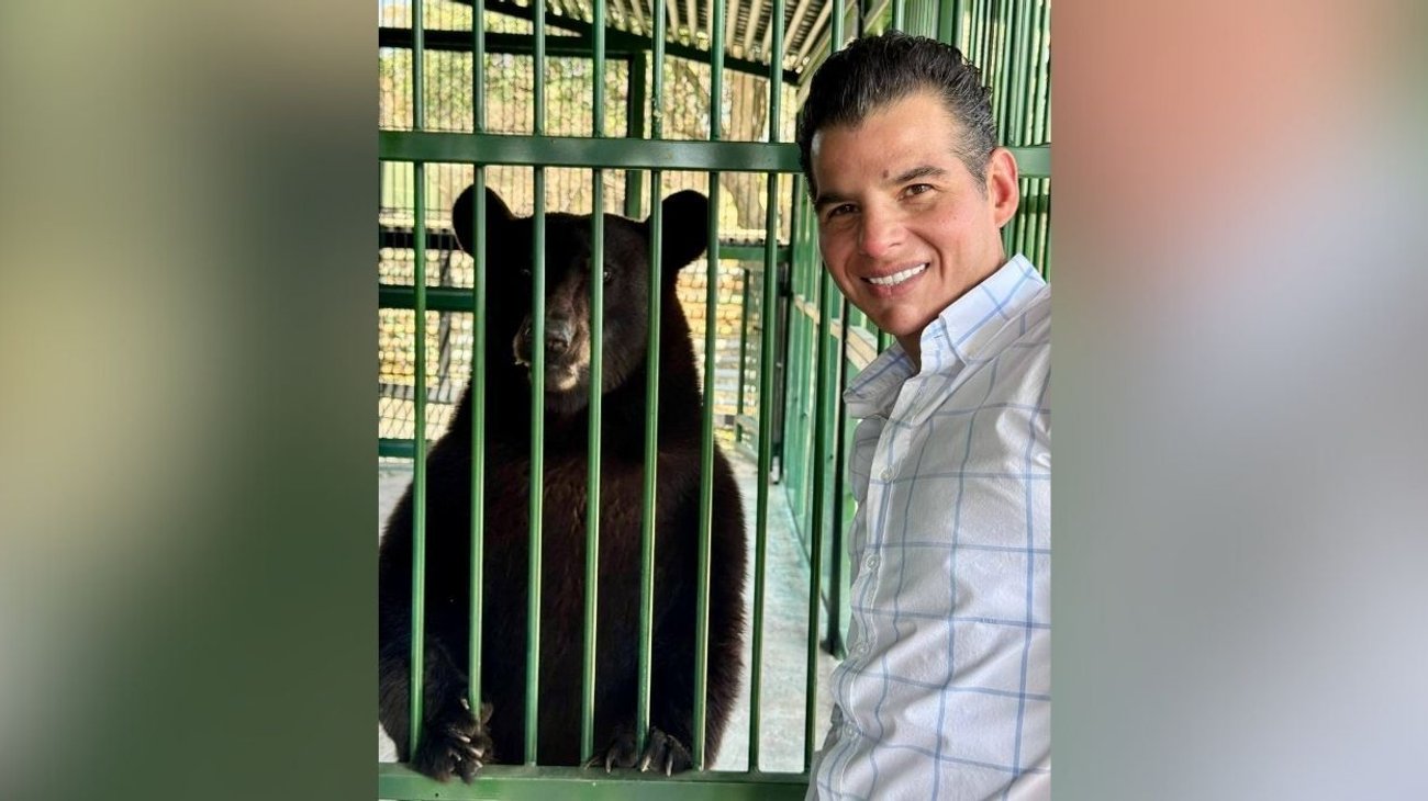 Muestra Miguel Flores mejora de 'Tadeo', oso rescatado en Galeana