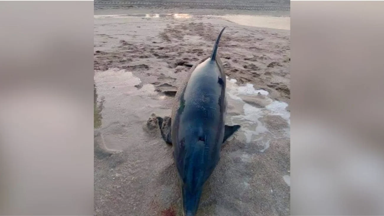 Hallan delfín muerto en la orilla de Playa Miramar