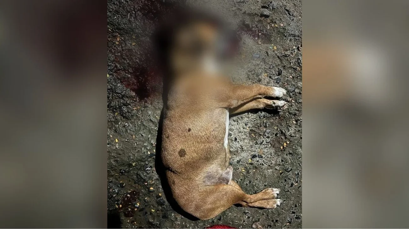Denuncian a oficial de Santiago por presunto maltrato animal