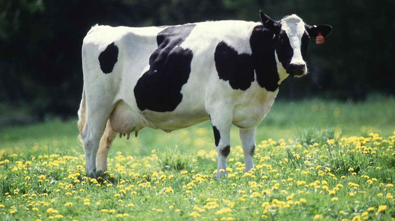 Dairy_cow_77bf3c6e35