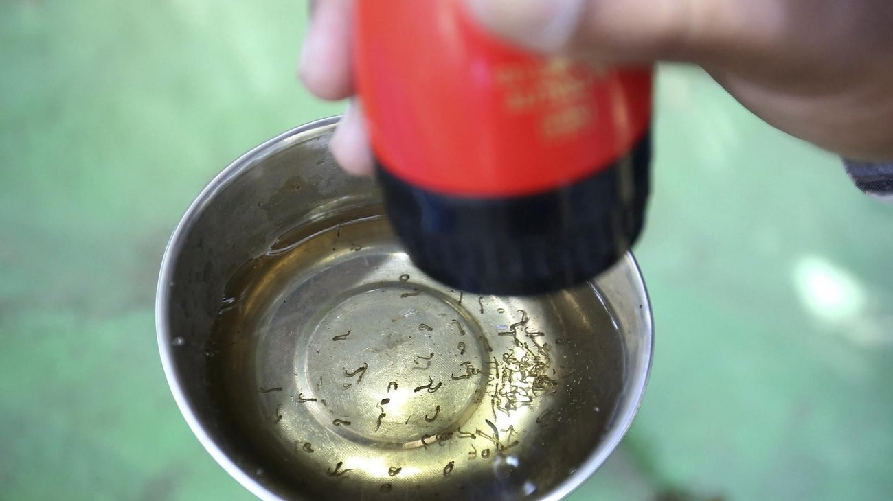 México desarrolla herramienta con IA para combatir el dengue