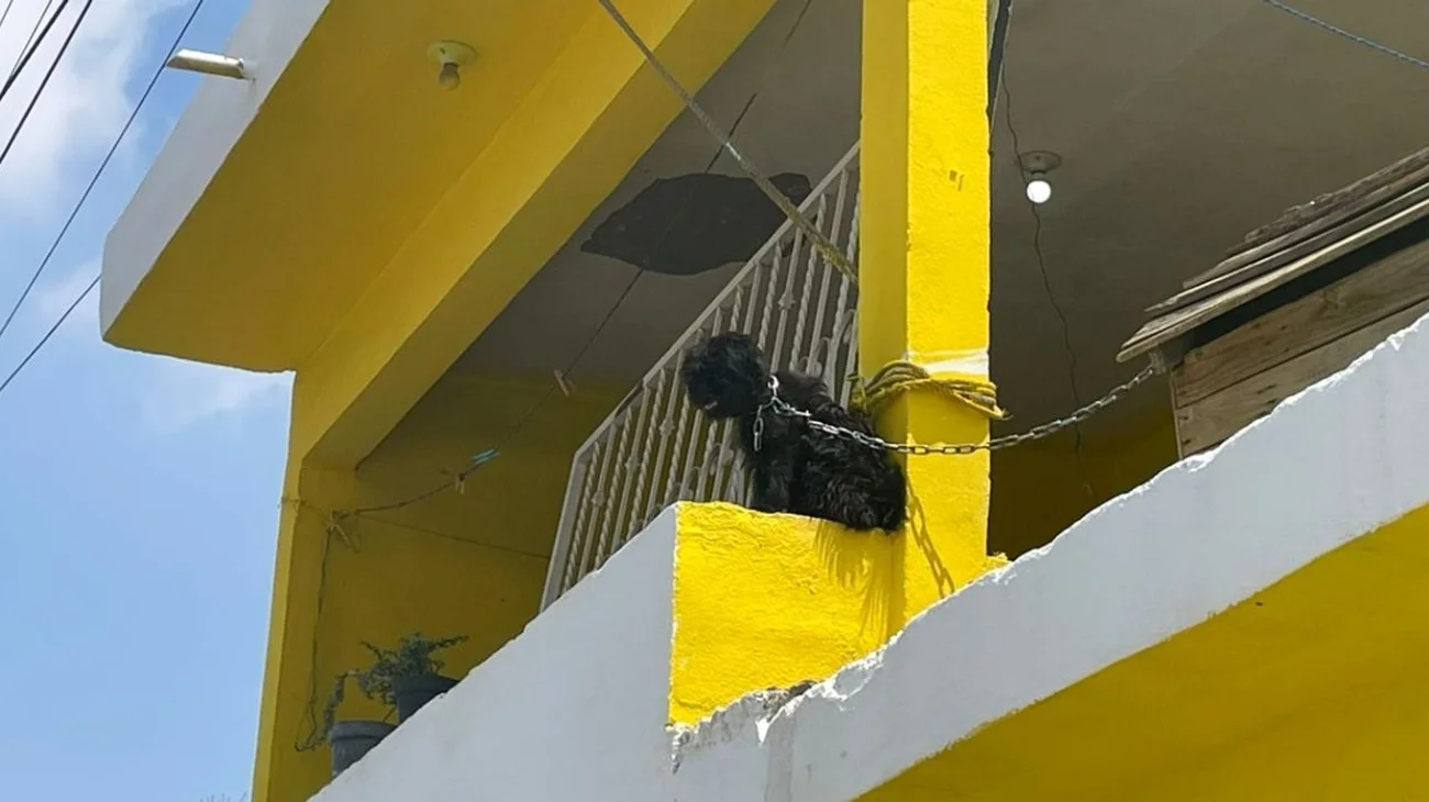 Denuncian_vecinos_crueldad_animal_en_Ramos_Arizpe_4bd5d2d465