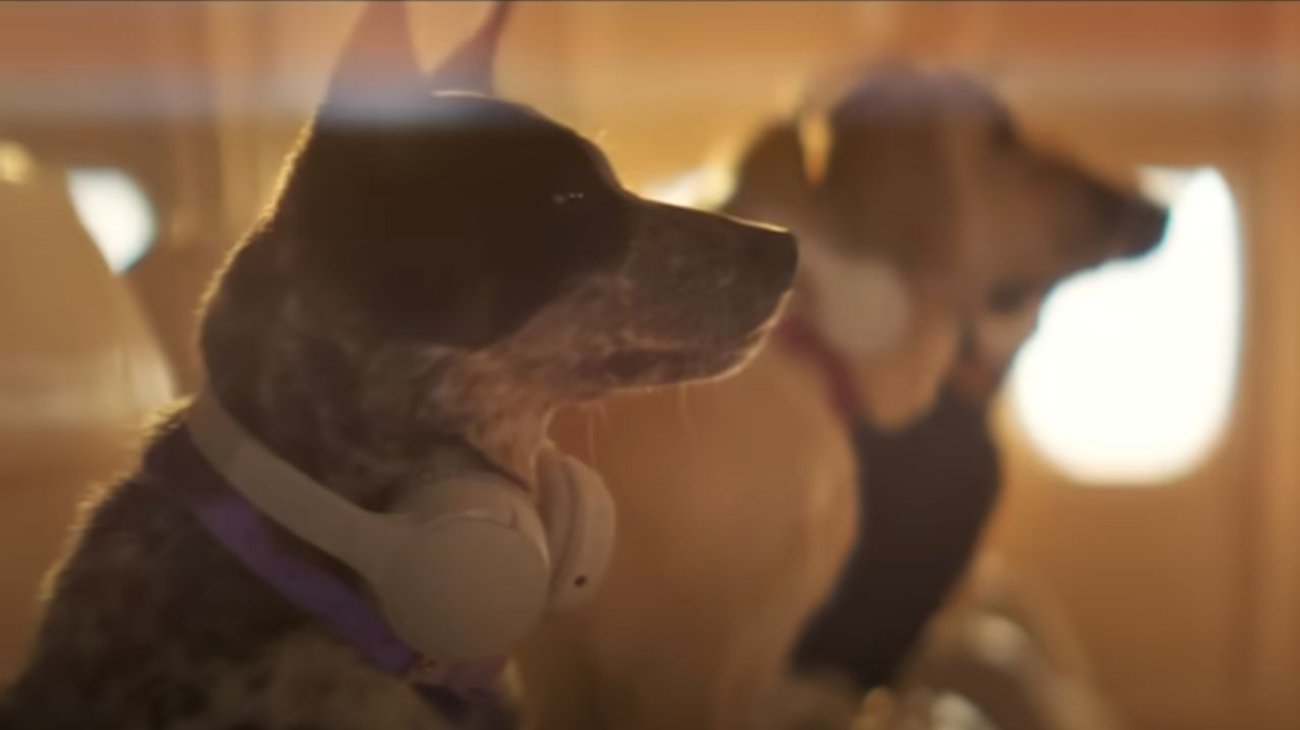 Despegará aerolínea que ofrece viajes de lujo para perros