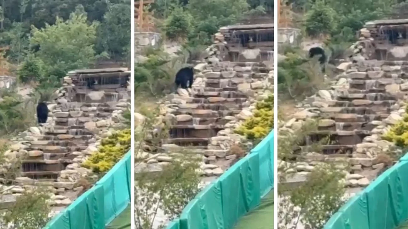 EH_COLLAGE_79_1204ccc978