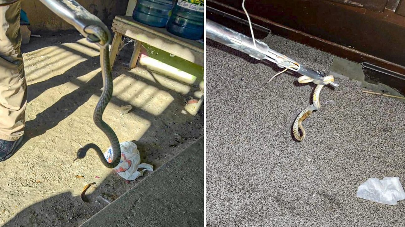 Altas temperaturas provocan presencia de serpientes en Reynosa