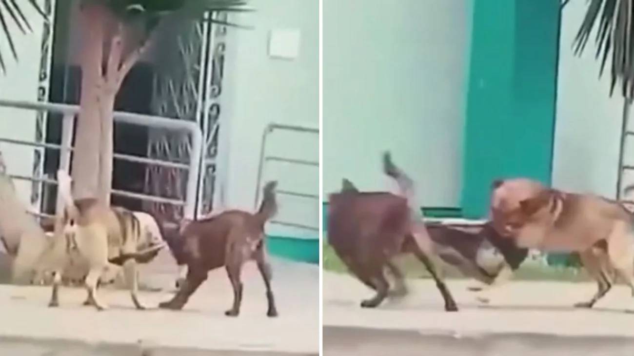 Perrito asalta a otro y le roba su suéter a plena luz del día