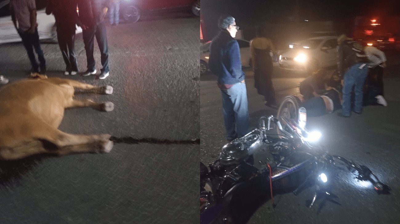 Motociclista choca contra vaca al sur de Monclova