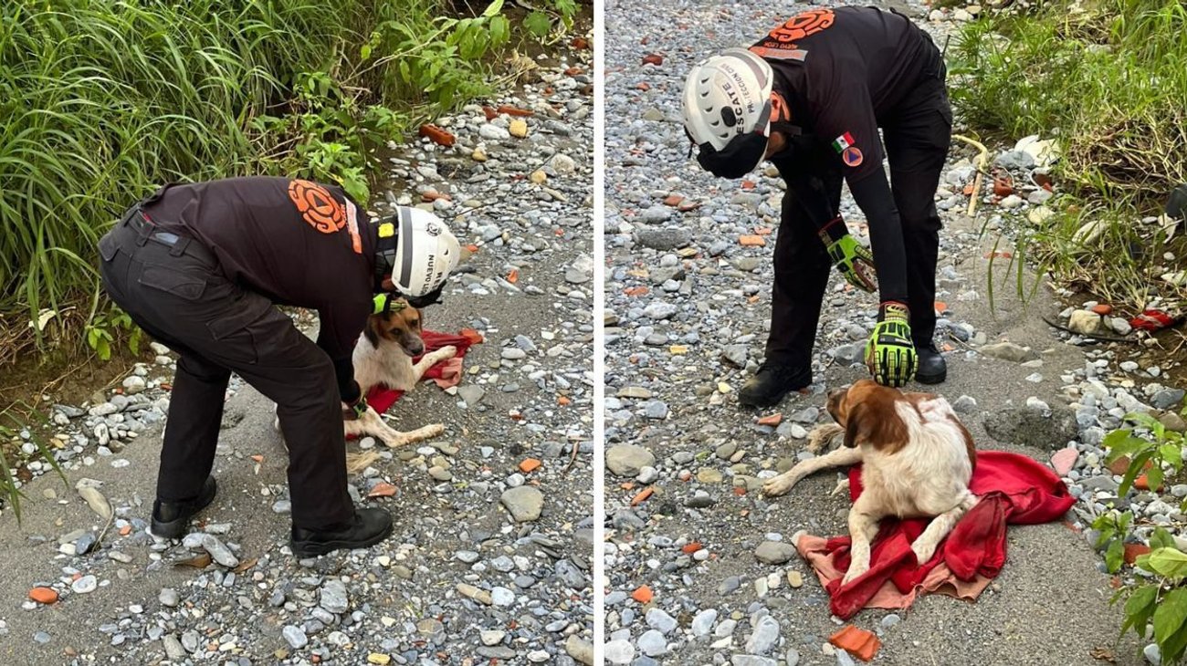 Rescatan a perro atrapado en árbol dentro de río en Guadalupe