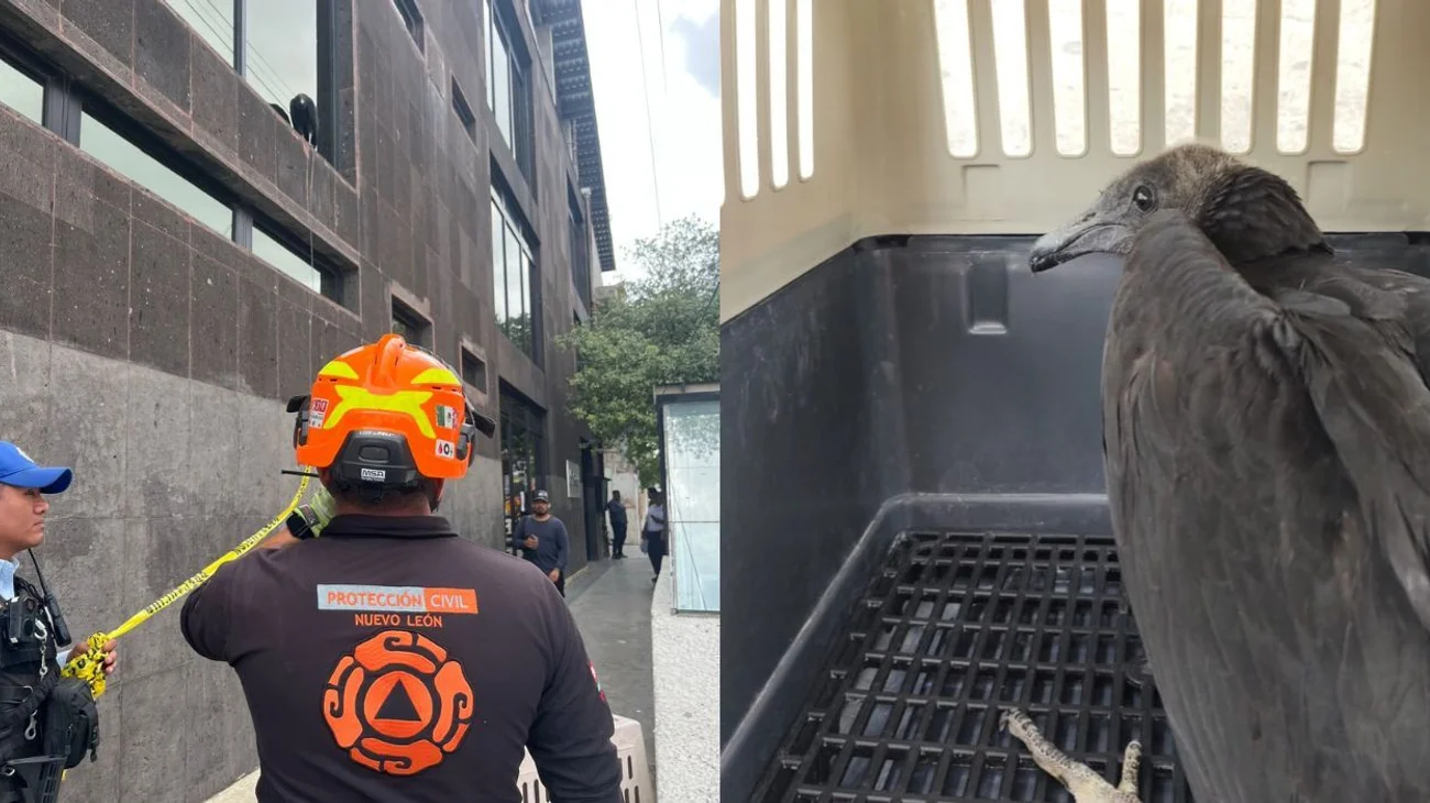 Rescata Protección Civil a ave amarrada en el centro de Monterrey