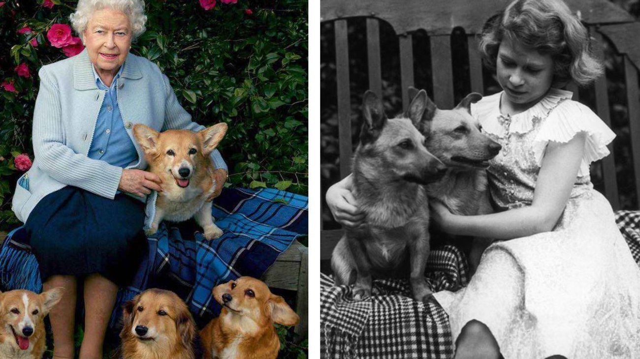 ¿Qué pasará con los corgis de Isabel II tras caída de Andrés?