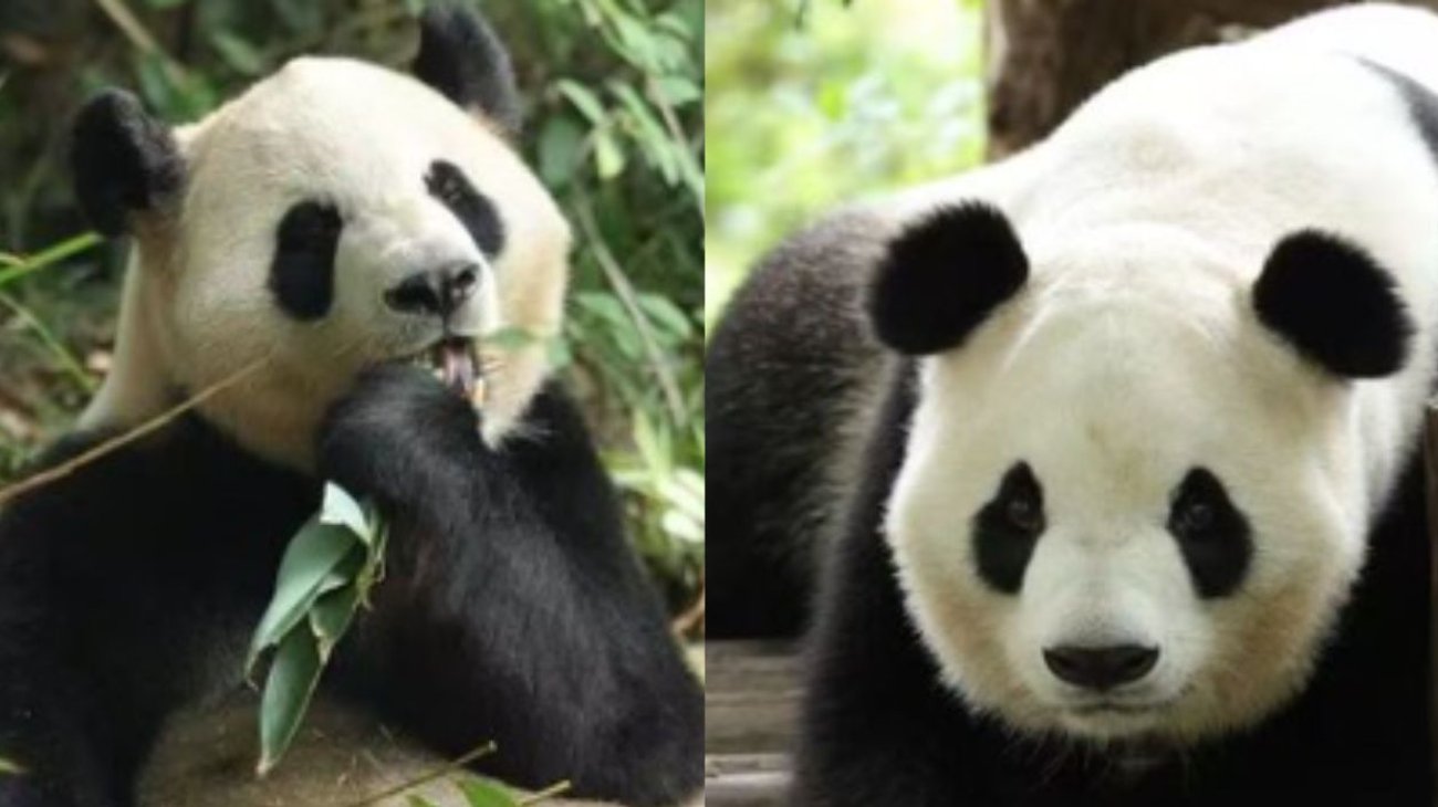 Pandas gigantes llegan a Atlanta como gesto entre China y EUA