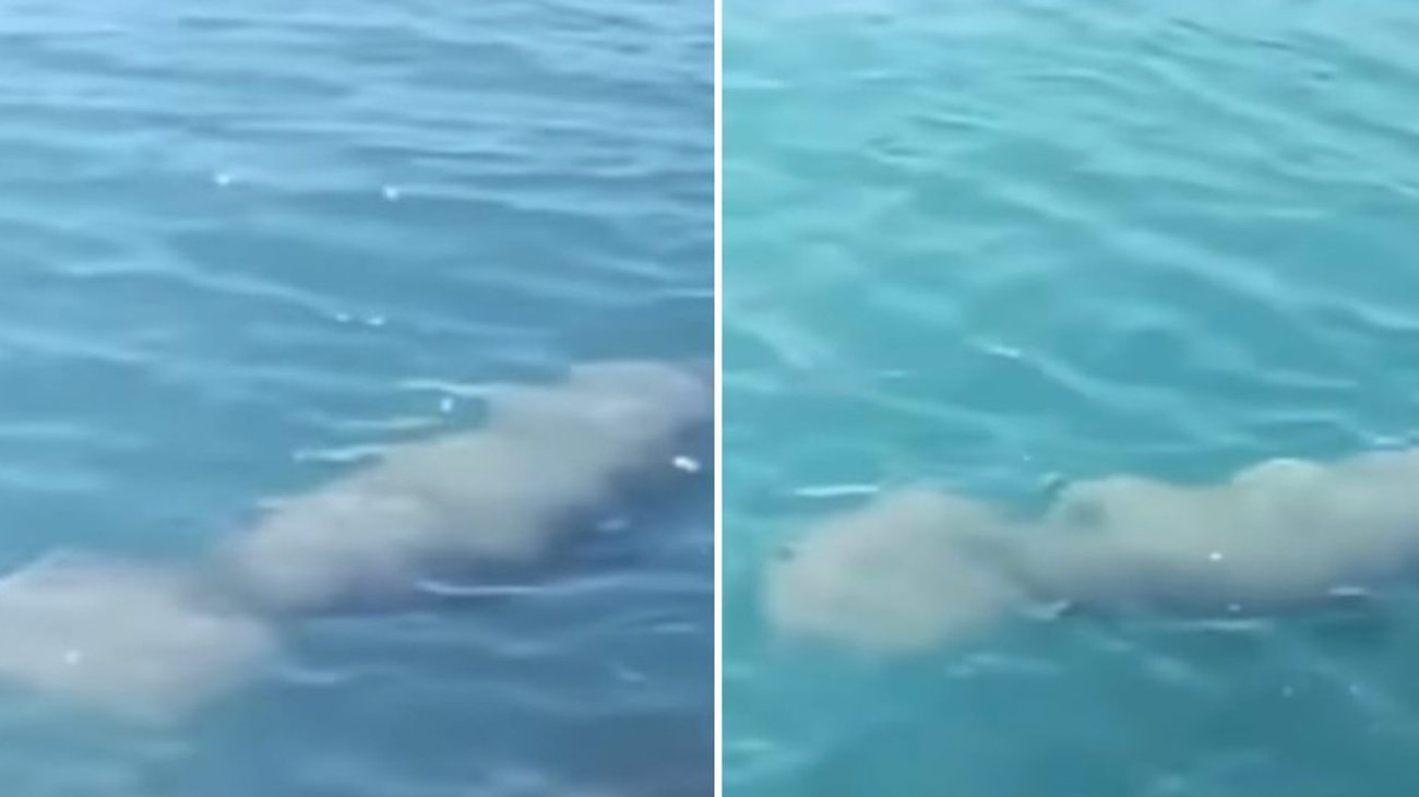 Detectan avistamiento de manatíes en playa Miramar