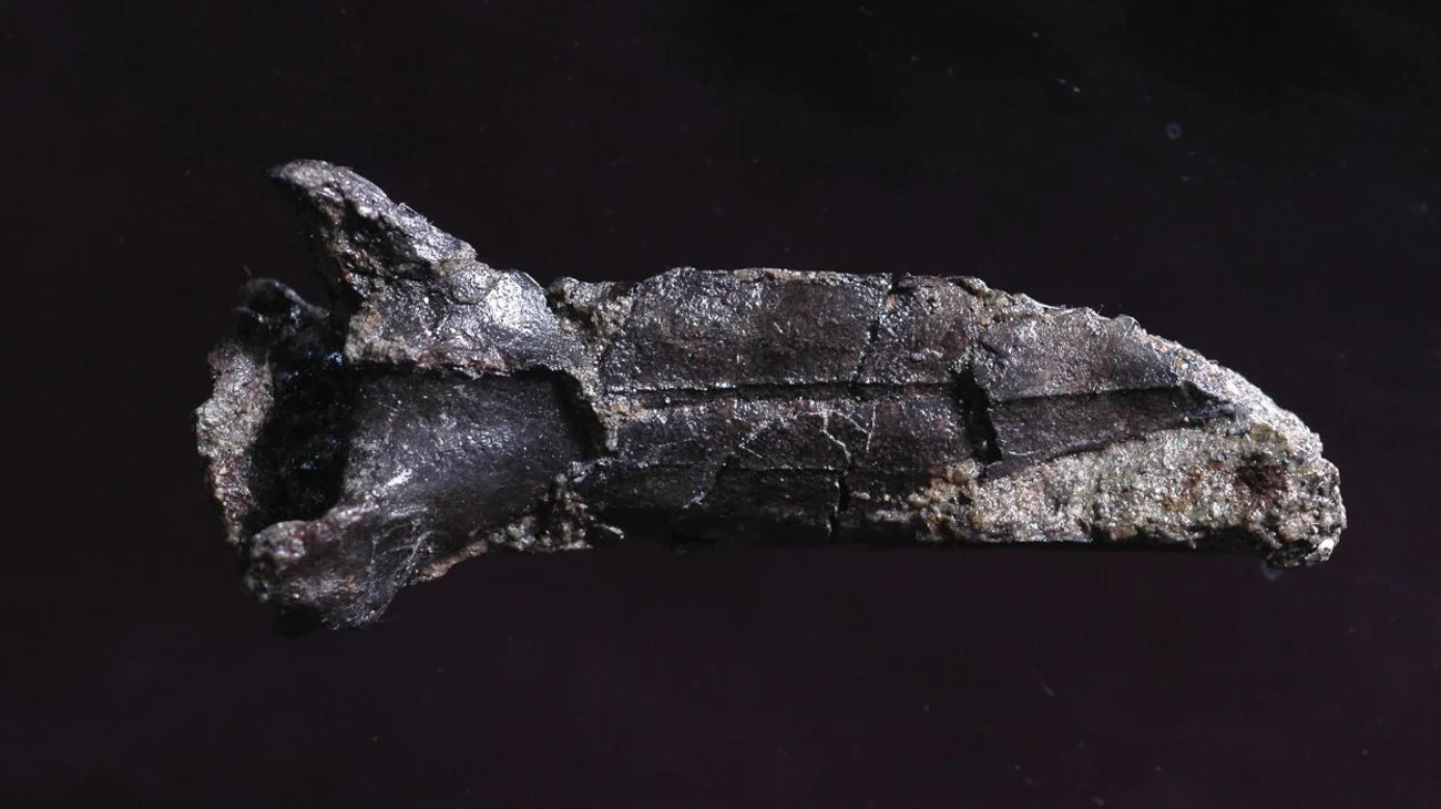 Descubren fósil de nueva especie de mariposa más grande del mundo