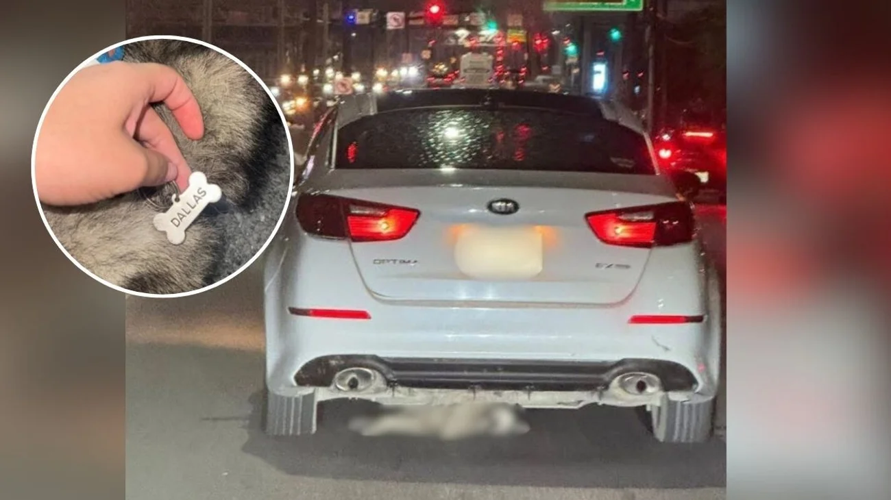 Denuncian a fiscalía a conductor por muerte de perrita 'Dallas'